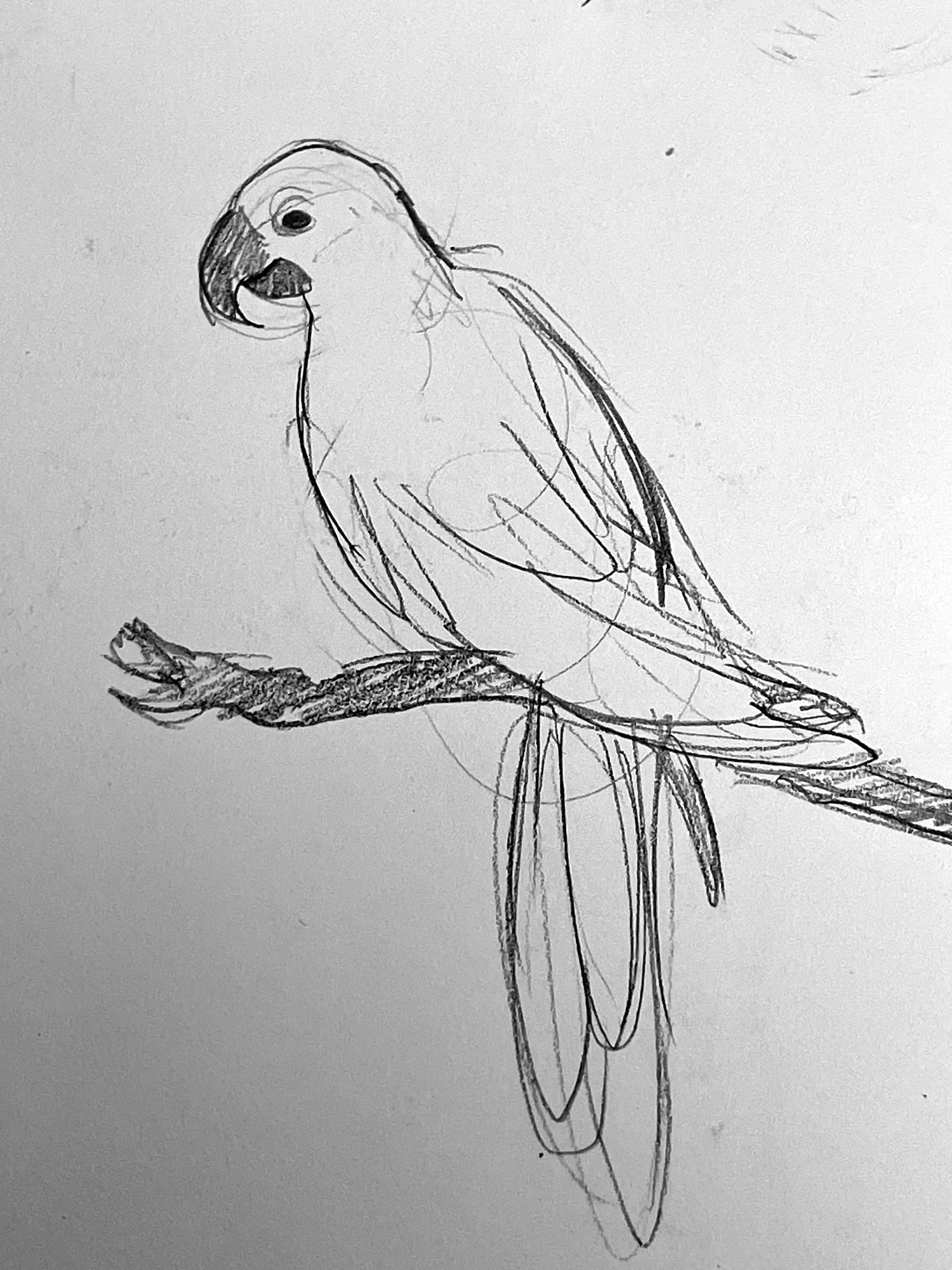 Studies of Animals at Zoo in Pencil