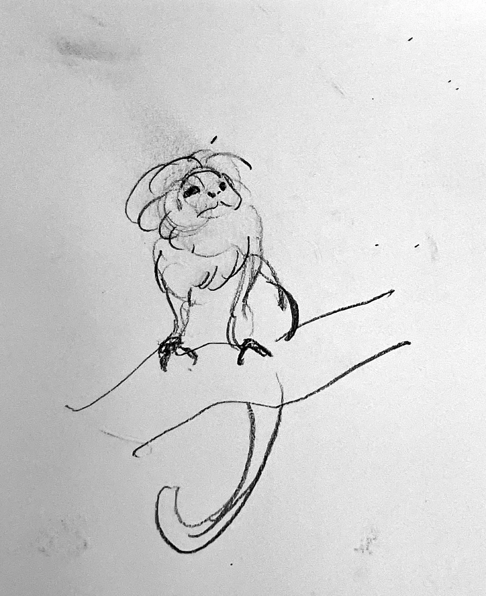 Studies of Animals at Zoo in Pencil