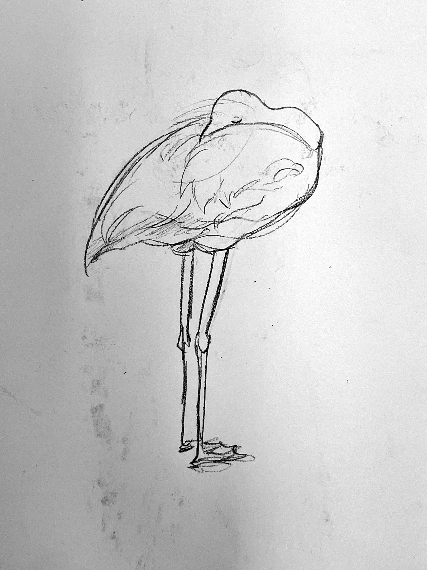 Studies of Animals at Zoo in Pencil