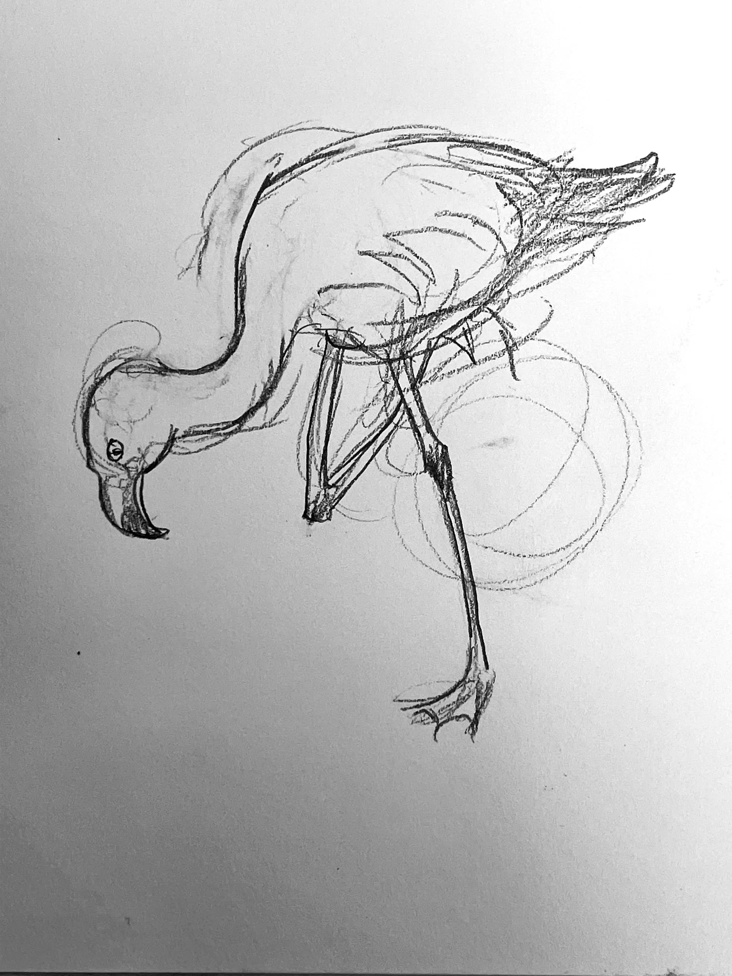 Studies of Animals at Zoo in Pencil
