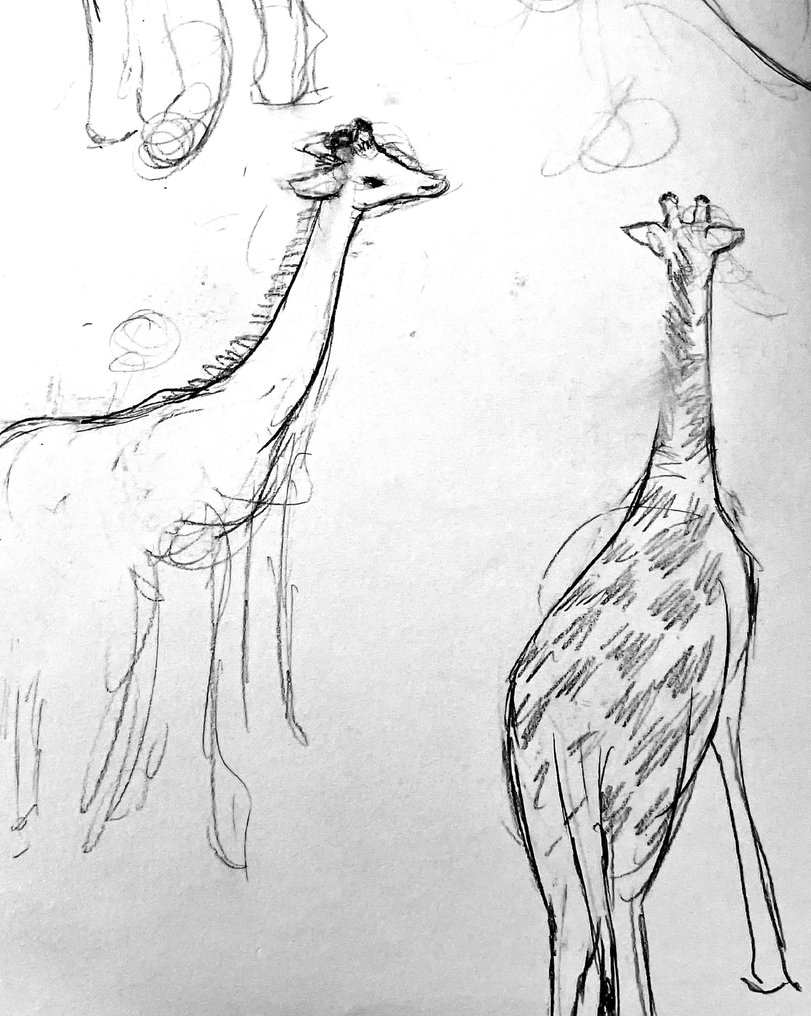 Studies of Animals at Zoo in Pencil