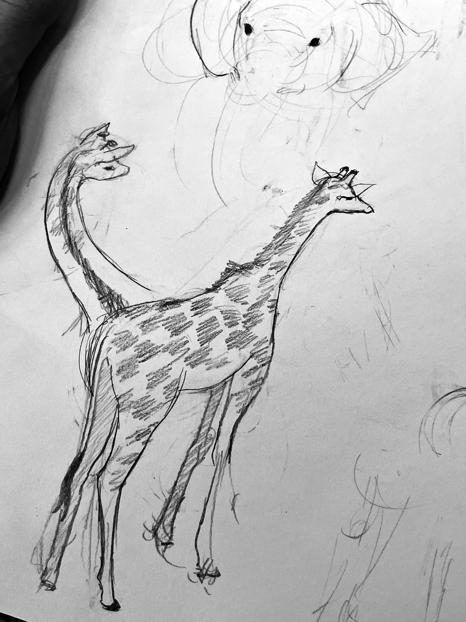 Studies of Animals at Zoo in Pencil